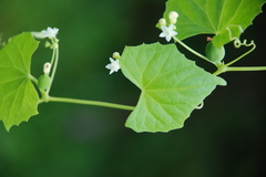 Zehneria scabra